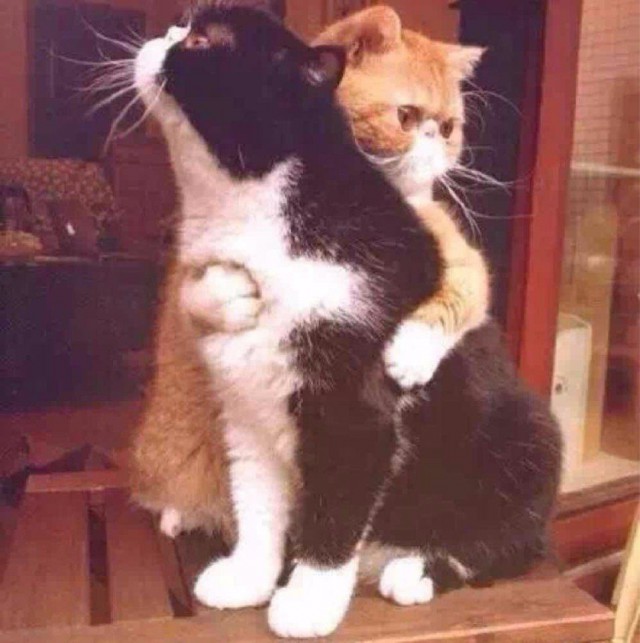 Коты и Кошки