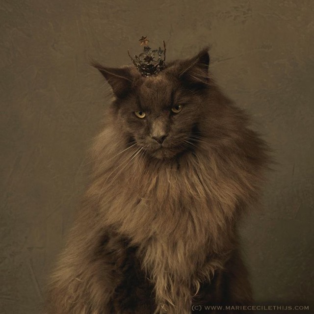 20 шикарных фотографий, в которых вся суть котов