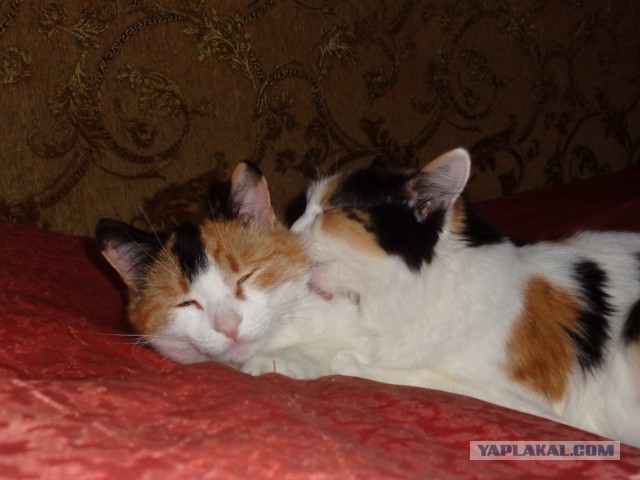 Котовторник