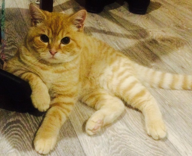 Коты и Кошки