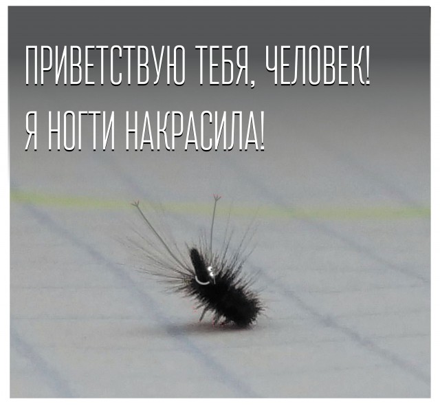 Помогите опознать букашку! Я НА ПАНИКЕ!