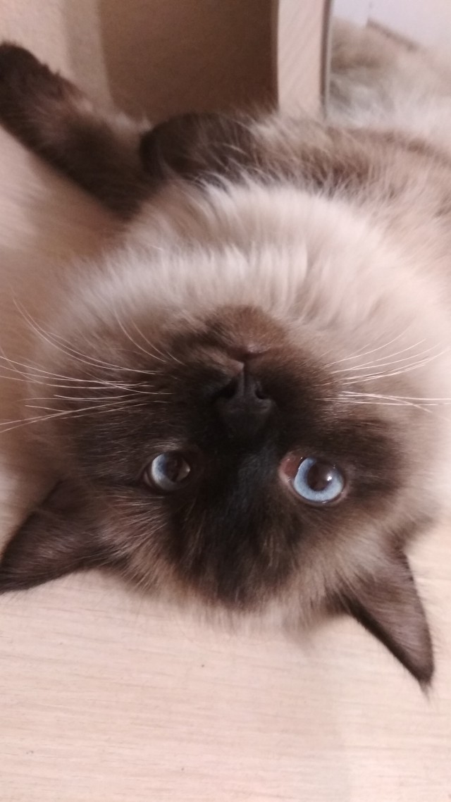 Котовторник 13.03.2018
