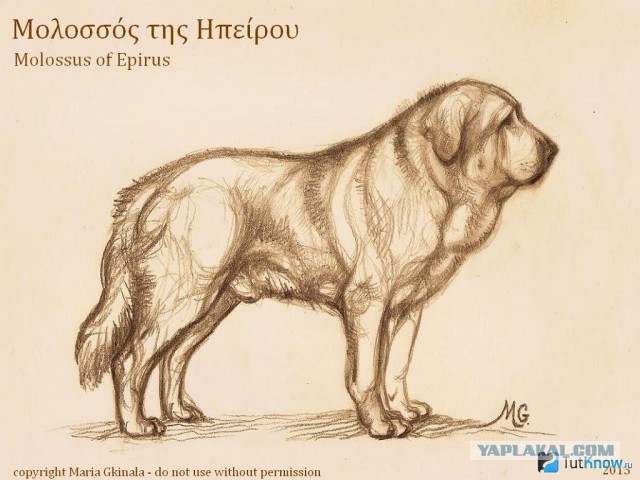 Это самый огромный в мире щенок!