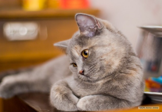 Котовторник в ЯПонии (58 фот)