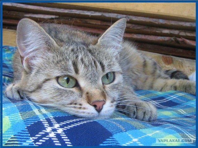Котовторник?! Коты во вторник!