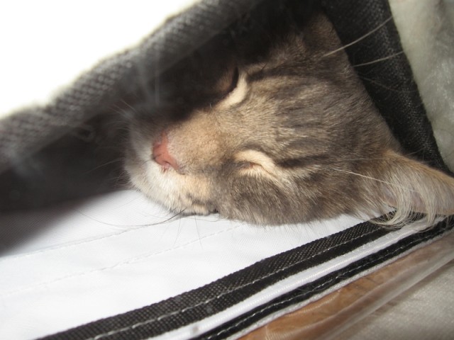 Котовторник (24.03)