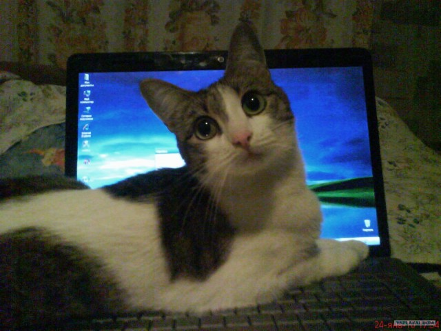 Ну что, котовторник?