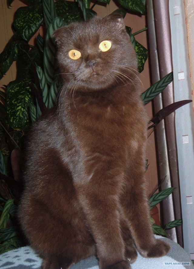Распорядок кота на неделю