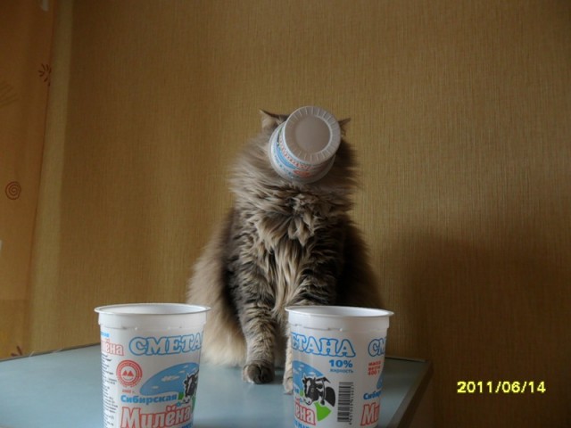 Котовторник, для любителей кошек