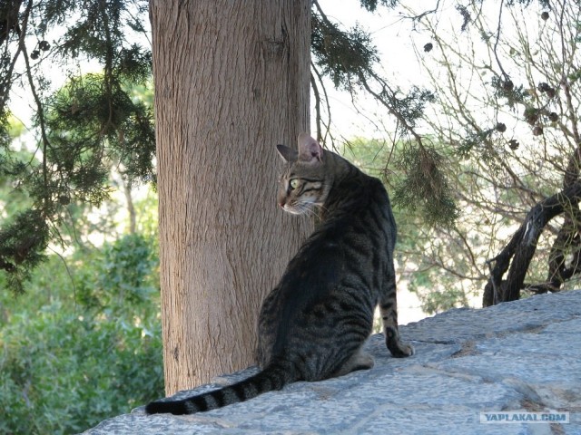Котовторник: Кошки и ягнёнок
