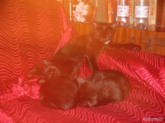 Котовторник так котовторник!