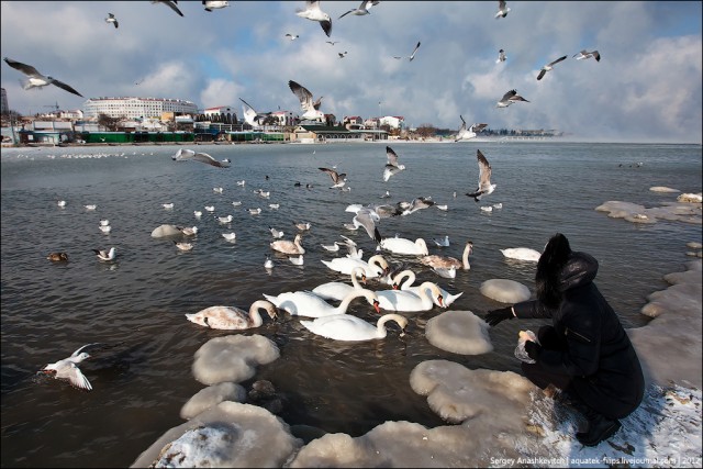 Замерзающие лебеди в Севастополе