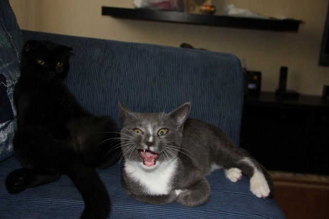 Котовторник 10.04.2012