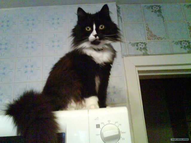 Котовторник 22.05.2012