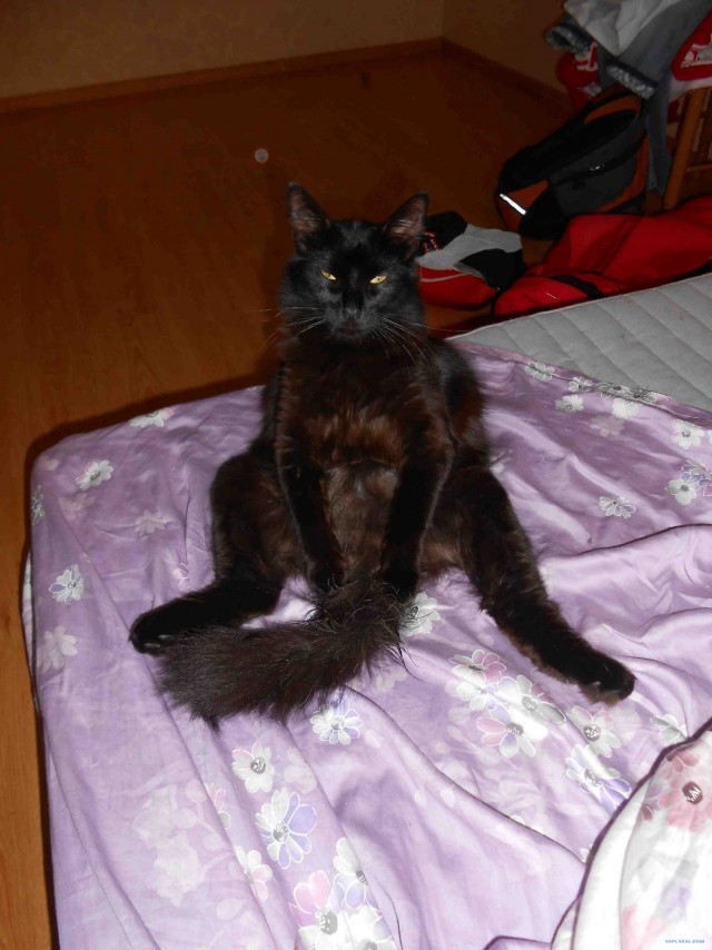 Котовторник 10. 07. 2012