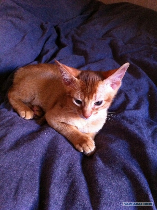 Котовторник  21.08.12