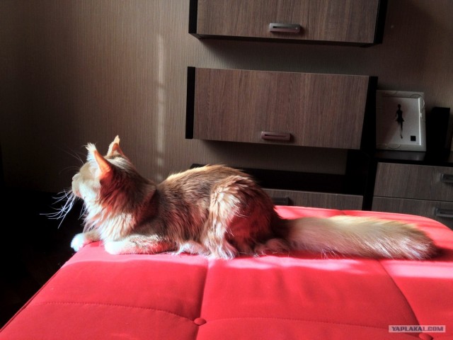 Котовторник  16.10.12