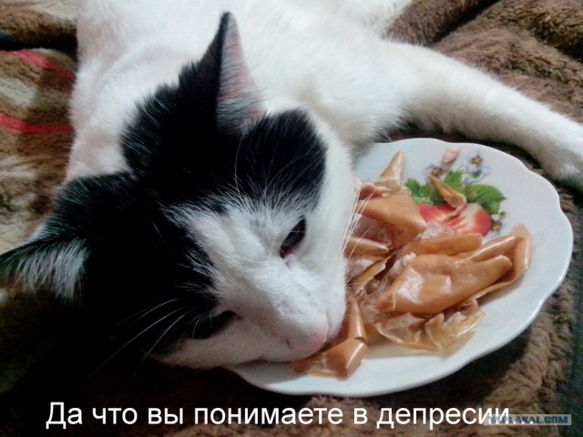 Котовторник 30.10.2012