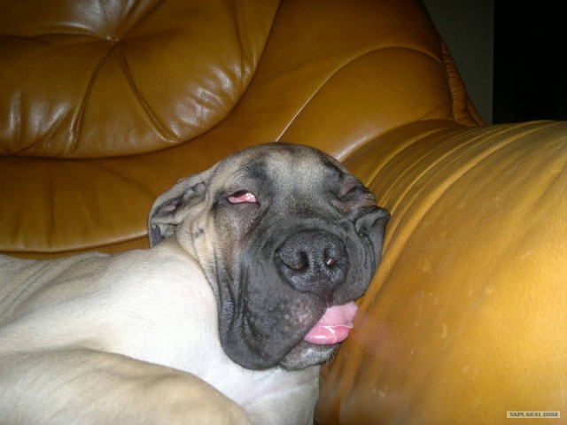 Собакочетверг 10.01.2013