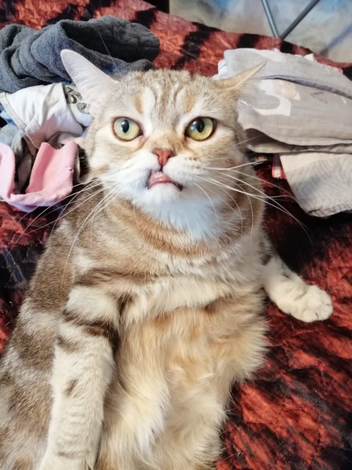 С Днём кошки!