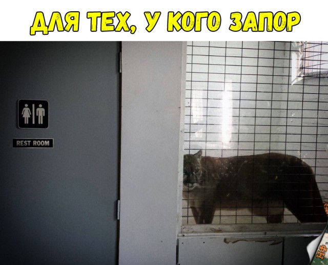Живность из сети