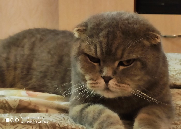 Мой котяра!
