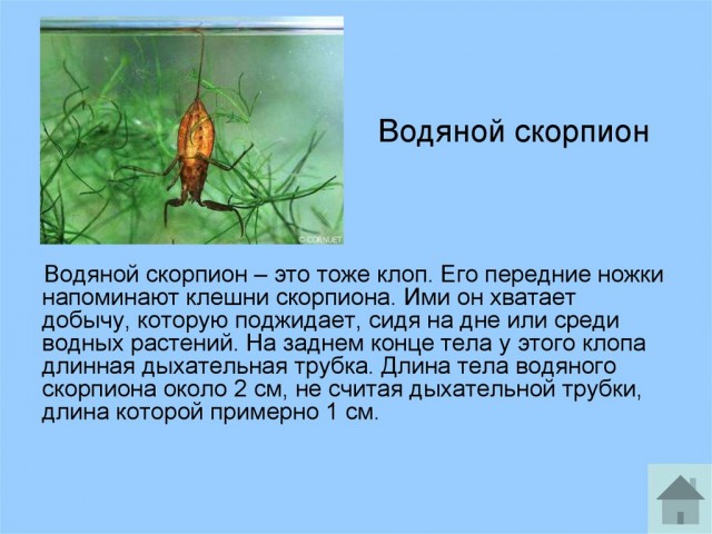 Самые большие насекомые в мире