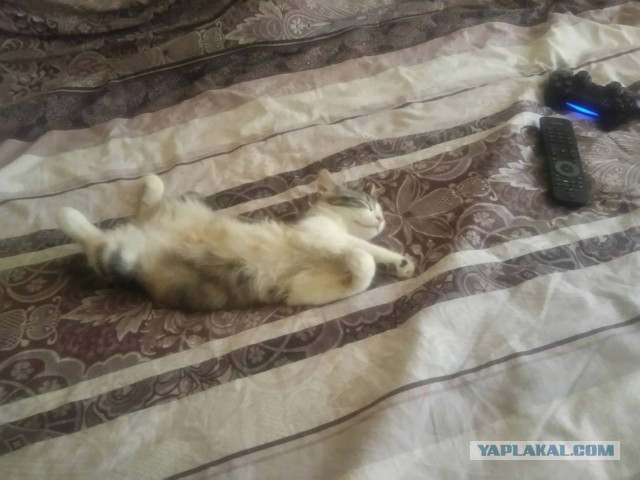 Ну, с котовторником!