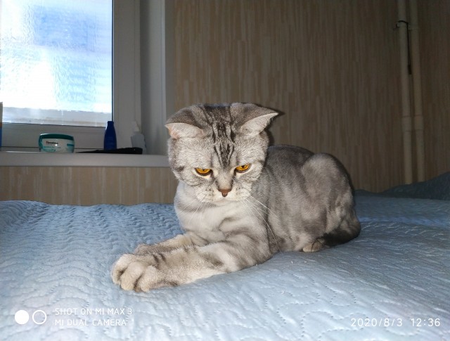 Картинки на котовторник 1.09.20
