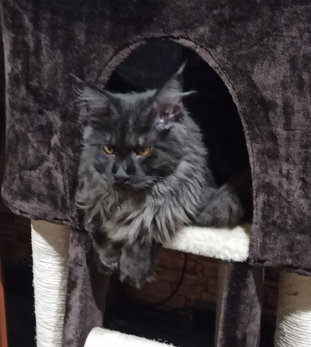 Котовторник 20.10.20