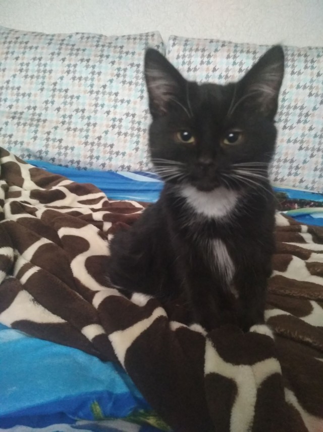 Житие одного кота. В фотографиях. Вторник же...