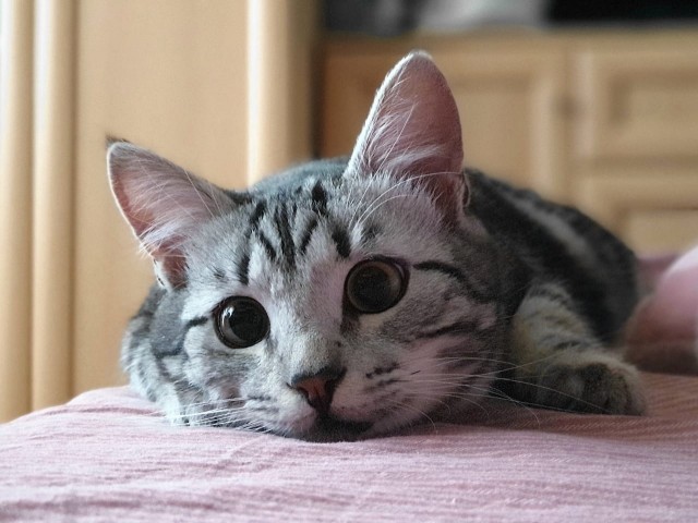 Подобрашка к котовторнику