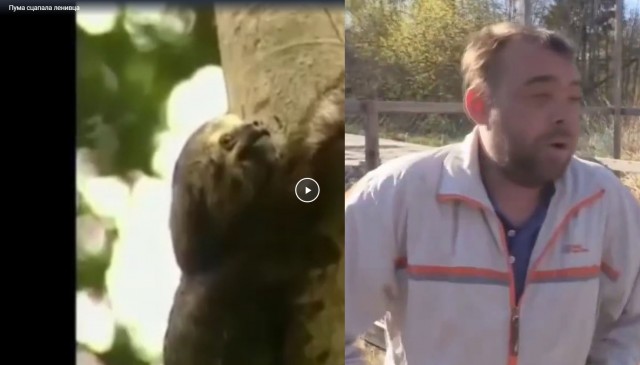 Пума сцапала ленивца