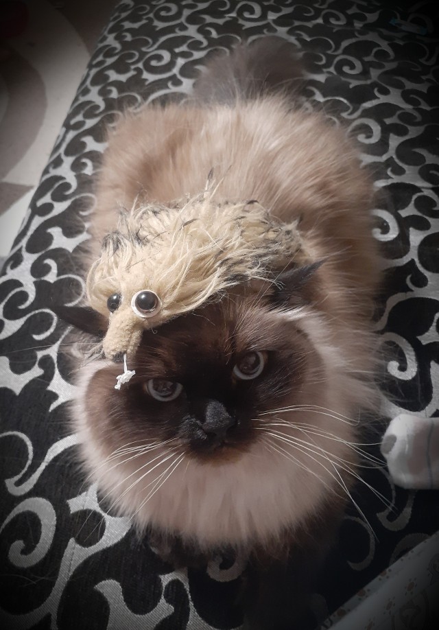 Котовторнику быть!