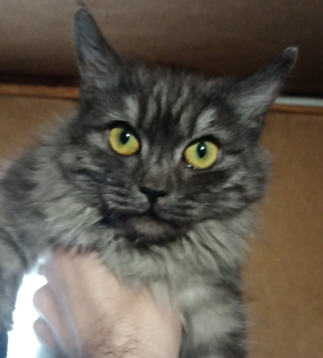 Котовторник!
