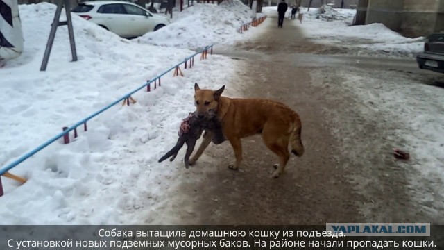 Добрый такой пёсель кушает
