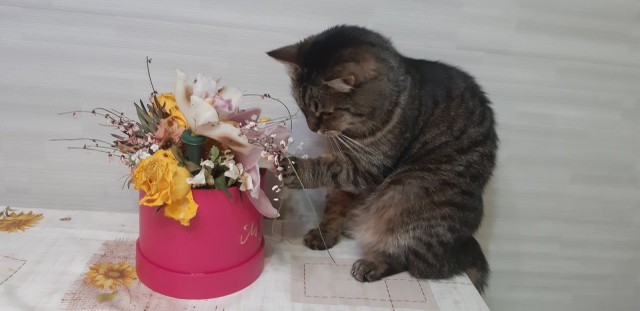 А котовторник уже начался?
