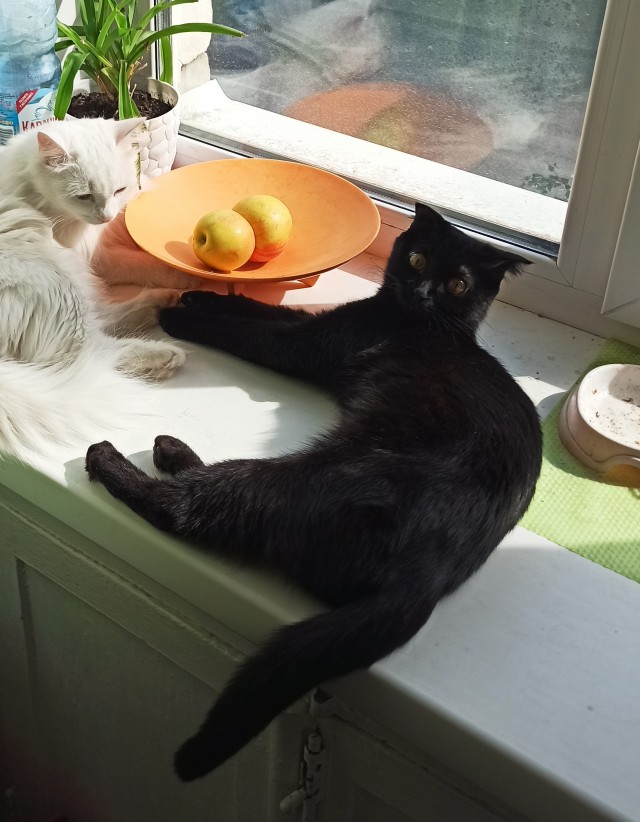 Хоба! Котовторник!