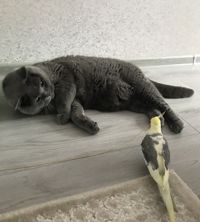 Котовторник. Поговорим о кличках, друзья