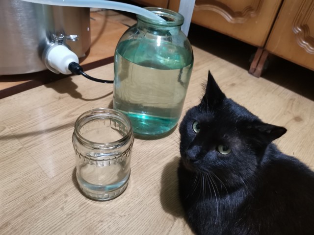 Котовторник 28.09.21