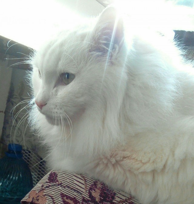 Котовторник 21.12.21