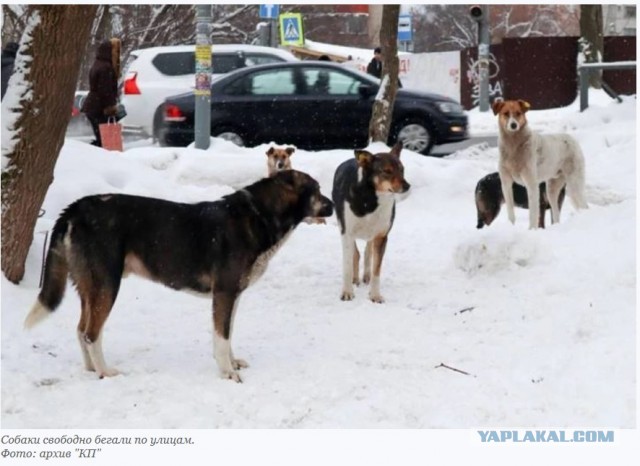 «Собаки содрали с женщины скальп, отгрызли ей кисти рук». За гибель пермячки будут судить чиновницу