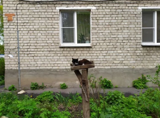 Предлагаю размять мозг. Найди кота на фото.