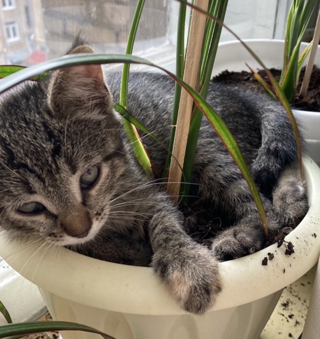Котовторник. Февраль