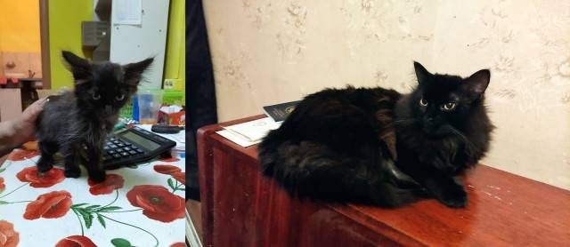 Вот кот. Просто кот . Подобрал на улице кузьмин