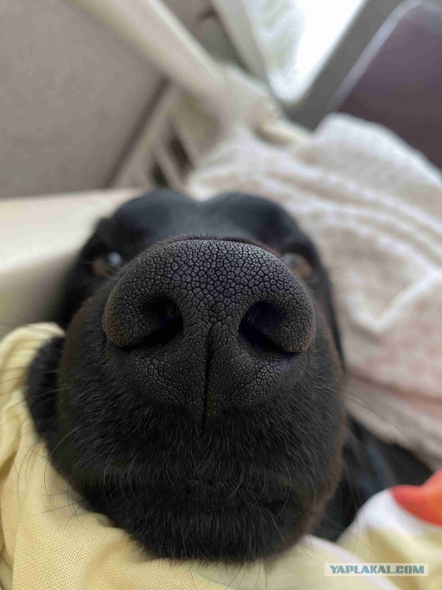 Нос