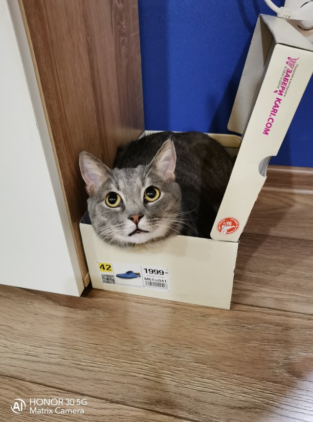 Коты. Филя, Пуся, Вася