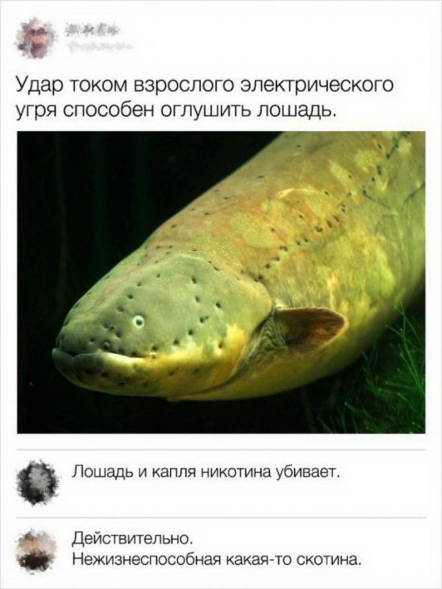 50 оттенков серого. Vol.4  Или самосвал баянов