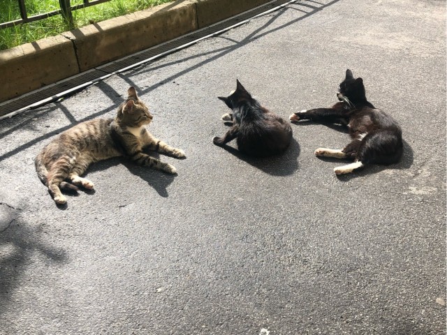 А вот и котовторник 24.05.2022