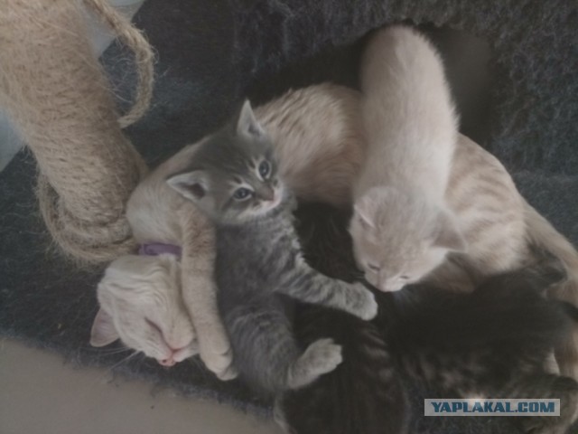 А как спит ваш кошачий?